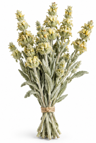 Cretan mountain tea malotira branch from Grecorium's Greek gift basket selection